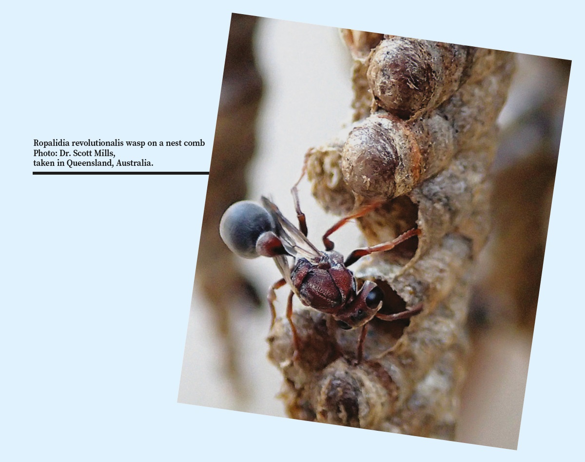 Ropalidia revolutionalis wasp on a nest comb Photo: Dr. Scott Mills, taken in Queensland, Australia.